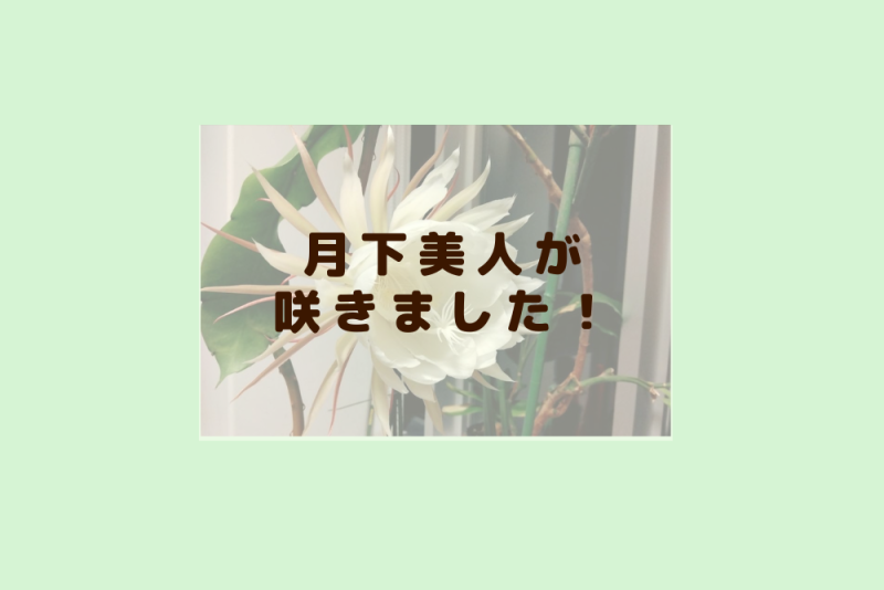 ☆昨年開花しました7月9日現在☆☆花芽あり☆☆ 月下美人 35 支柱 鉢付き 月下美人開花しました。花緑センターの入り口に展示しています